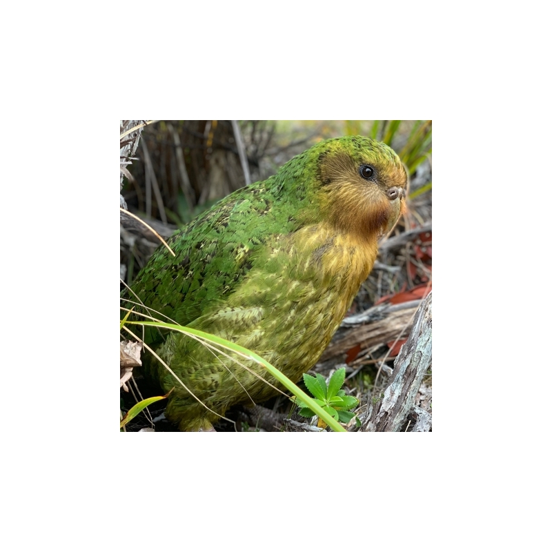 Natur im Blickfeld - Flugunfähige Vögel? Wo gibt’s denn sowas? - Bürgermeisterhaus Essen - Dr. Kathrin Januschke