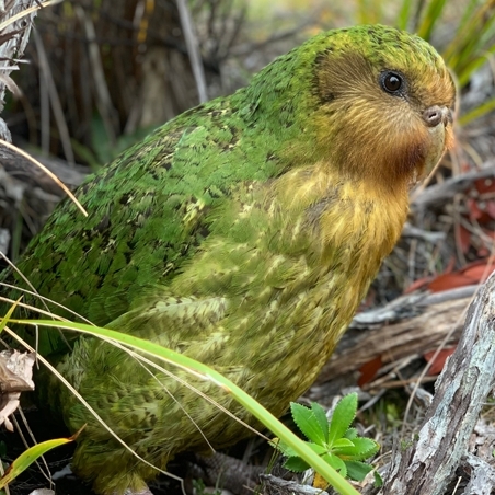 Natur im Blickfeld - Flugunfähige Vögel? Wo gibt’s denn sowas? - Bürgermeisterhaus Essen - Dr. Kathrin Januschke